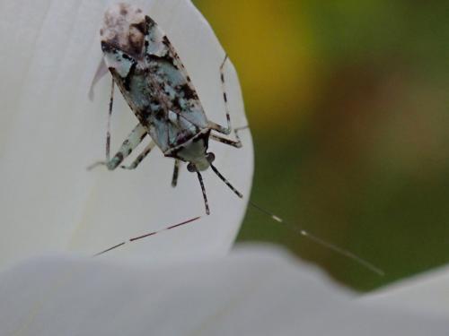 Phytocoris tiliae